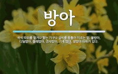 물방아, 디딜방아, 물레방아, 방아 뜻: 곡식 따위를 찧거나 빻는 기구나 설비를 통틀어 이르는 말. 물방아, 디딜방아, 물레방아, 