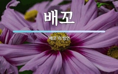 배꼬 뜻: ‘배코’의 방언