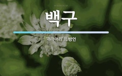 백구 뜻: ‘까까머리’의 방언