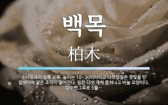 백목 뜻: 소나뭇과의 상록 교목. 높이는 10~30미터이고 나무껍질은 잿빛을 띤 갈색이며 얇은 조각이