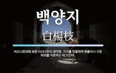 백양지 뜻: 버드나뭇과에 속한 사시나무의 생약명. 가지를 약용하며 복통이나 구창 따위를 치료하는 데 쓰