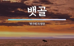 뱃골 뜻: ‘뱃구레’의 방언