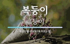 복둥이 뜻: ‘복덩이’를 구어적으로 이르는 말.