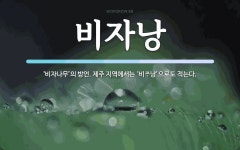 비자낭 뜻: ‘비자나무’의 방언. 제주 지역에서는 ‘비\uf1fc낭’으로도 적는다.