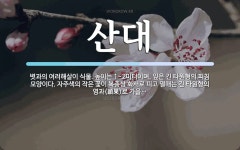 산대 뜻: 볏과의 여러해살이 식물. 높이는 1~2미터이며, 잎은 긴 타원형의 피침 모양이다. 자주색의