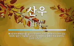산우 뜻: 뽕나뭇과의 한해살이풀. 높이는 온대에서 3미터, 열대에서는 6미터 정도 자라며, 잎은 5~