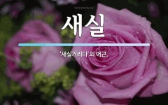 새실 뜻: ‘새실거리다’의 어근.
