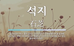 석지 뜻: 돌산호과의 하나. 몸의 길이는 20cm 정도이고 타원형이며 몸 표면에 있는 많은 격벽이 방
