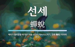 선세 뜻: 매미가 탈바꿈할 때 벗은 허물. 성질이 차서 두드러기, 경풍(驚風) 따위에 쓴다.