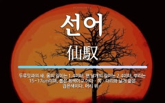 선어 뜻: 두루밋과의 새. 몸의 길이는 1.4미터, 편 날개의 길이는 2.4미터, 부리는 15~17c