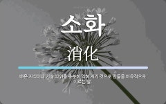 소화 뜻: 배운 지식이나 기술 따위를 충분히 익혀 자기 것으로 만듦을 비유적으로 이르는 말.
