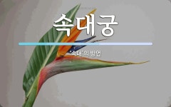 속대궁 뜻: ‘속대’의 방언