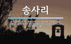 송사리 뜻: 송사릿과의 민물고기. 몸의 길이는 5cm 정도이며, 잿빛을 띤 엷은 갈색이다. 옆구리에 작