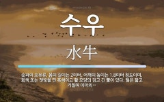 수우 뜻: 솟과의 포유류. 몸의 길이는 2미터, 어깨의 높이는 1.8미터 정도이며, 회색 또는 잿빛을