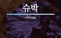 슈박 뜻: ‘수박’의 옛말.