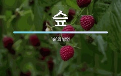 슾 뜻: ‘숲’의 방언