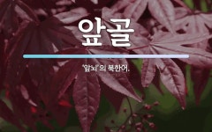 앞골 뜻: ‘앞뇌’의 북한어.