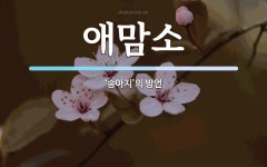 애맘소 뜻: ‘송아지’의 방언