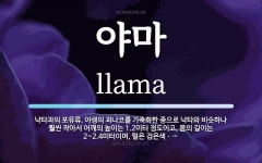 야마 뜻: 낙타과의 포유류. 야생의 과나코를 가축화한 종으로 낙타와 비슷하나 훨씬 작아서 어깨의 높이