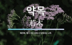 약목 뜻: 예전에, 해가 지는 곳에 서 있었다는 나무.