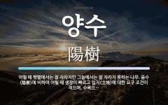 양수 뜻: 어릴 때 햇볕에서는 잘 자라지만 그늘에서는 잘 자라지 못하는... 음수(陰樹)에 비하여 양수 뜻: 어릴 때 햇볕에서는 잘 자라지만... 