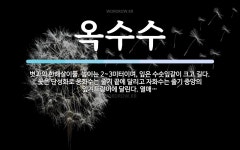 옥수수 뜻: 볏과의 한해살이풀. 높이는 2~3미터이며, 잎은 수숫잎같이 크고 길다. 꽃은 단성화로 웅화