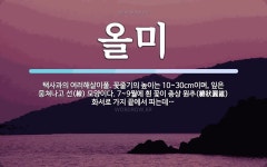올미 뜻: 택사과의 여러해살이풀. 꽃줄기의 높이는 10~30cm이며, 잎은 뭉쳐나고 선(線) 모양이다