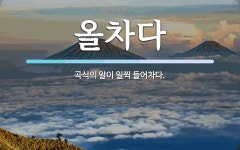 올차다 뜻: 곡식의 알이 일찍 들어차다.