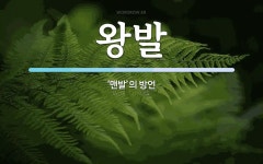 왕발 뜻: ‘맨발’의 방언