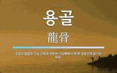 용골 뜻: 조류의 발달된 가슴 근육과 연관된 가슴뼈에서 배 쪽 정중선에 융기된 부위.