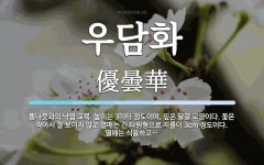 우담화 뜻: 뽕나뭇과의 낙엽 교목. 높이는 3미터 정도이며, 잎은 달걀 모양이다. 꽃은 작아서 잘 보이