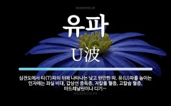 유(U)파를 높이는 인자에는 좌실 유파 뜻: 심전도에서 티(T)파의 뒤에 나타나는 낮고 완만한 파. 유(U)파를 높이는 인자에는 좌실 