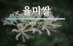 율미쌀 뜻: ‘율무쌀’의 방언