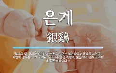 은계 뜻: 꿩과의 새. 금계와 비슷하나 수컷의 관모는 붉은색이고 목과... 색의 은계 뜻: 꿩과의 새. 금계와 비슷하나 수컷의 관모는 붉은색이고 목과... 
