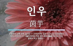 인우 뜻: 운향과의 상록 관목. 높이는 1~2미터이며, 잎은 어긋나고 긴 타원형의 피침 모양이다. 4