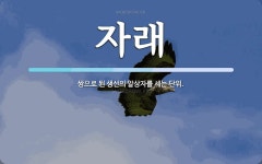 자래 뜻: 쌍으로 된 생선의 알상자를 세는 단위.