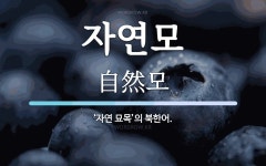 자연모 뜻: ‘자연 묘목’의 북한어.