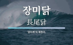장미닭 뜻: ‘장미계’의 북한어.