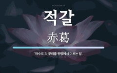 적갈 뜻: ‘하수오’의 뿌리를 한방에서 이르는 말.