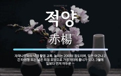 적양 뜻: 자작나뭇과의 낙엽 활엽 교목. 높이는 20미터 정도이며, 잎은 어긋나고 긴 타원형 또는 넓