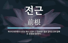 전근 뜻: 척수의 좌우에서 나오는 척수 신경이 그 경부에서 둘로 갈라진 것의 앞쪽 것. 운동을 담당한