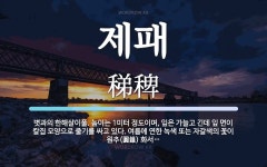 제패 뜻: 볏과의 한해살이풀. 높이는 1미터 정도이며, 잎은 가늘고 긴데 잎 면이 칼집 모양으로 줄기