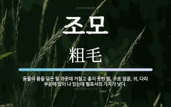 조모 뜻: 동물의 몸을 덮은 털 가운데 거칠고 좋지 못한 털. 주로 얼굴, 귀, 다리 부분에 많이 나