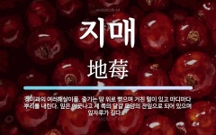 지매 뜻: 장미과의 여러해살이풀. 줄기는 땅 위로 뻗으며 거친 털이 있고 마디마다 뿌리를 내린다. 잎