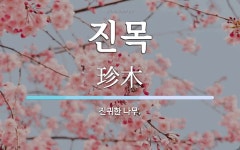 진목 뜻: 진귀한 나무.