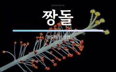 짱돌 뜻: ‘장도리’의 방언