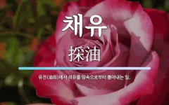 채유 뜻: 유전(油田)에서 석유를 땅속으로부터 뽑아내는 일.