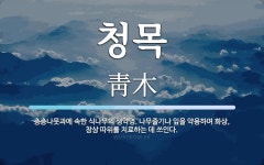 청목 뜻: 층층나뭇과에 속한 식나무의 생약명. 나무줄기나 잎을 약용하며 화상, 창상 따위를 치료하는 청목 뜻: 층층나뭇과에 속한 식나무의... 