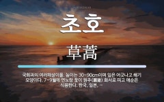 초호 뜻: 국화과의 여러해살이풀. 높이는 30~90cm이며 잎은 어긋나고... 7~9월에 초호 뜻: 국화과의 여러해살이풀. 높이는 30~90cm이며 잎은... 