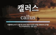 캘러스 뜻: 식물체에 상처가 났을 때 상처의 세포가 분열 능력을 회복하여 상처를 막고 비대하여지는 연한
